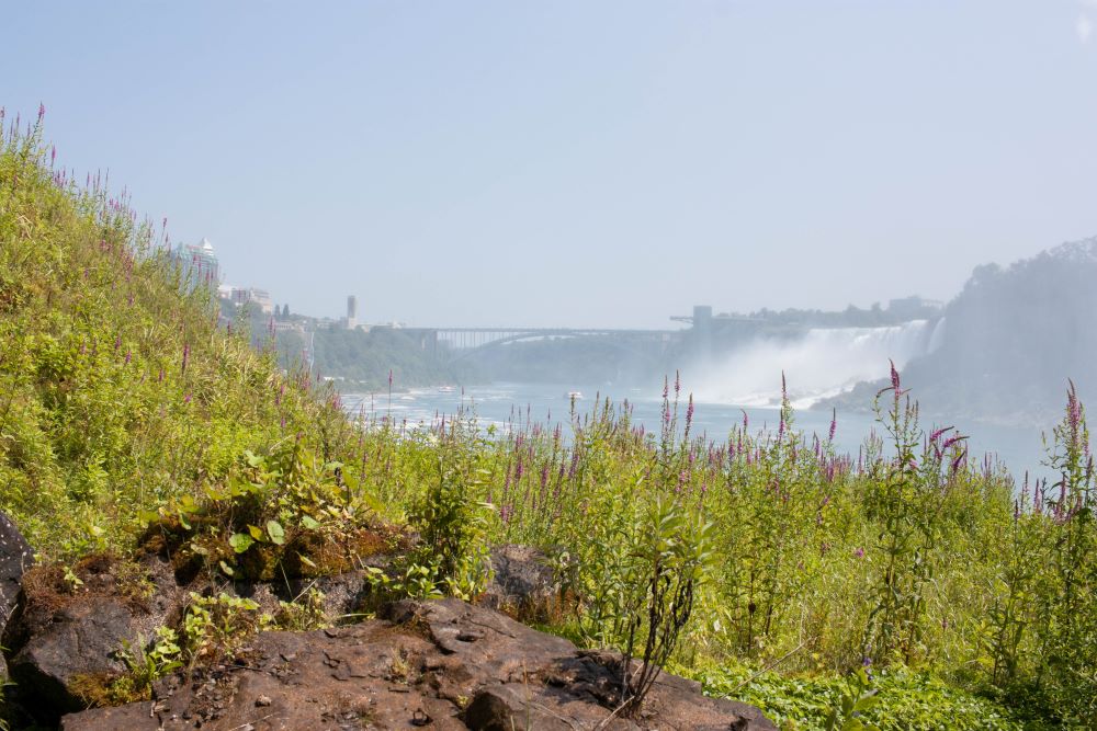 Plants and greenery view from the lookout of Journey Behind the Falls in Niagara Falls, Canada.