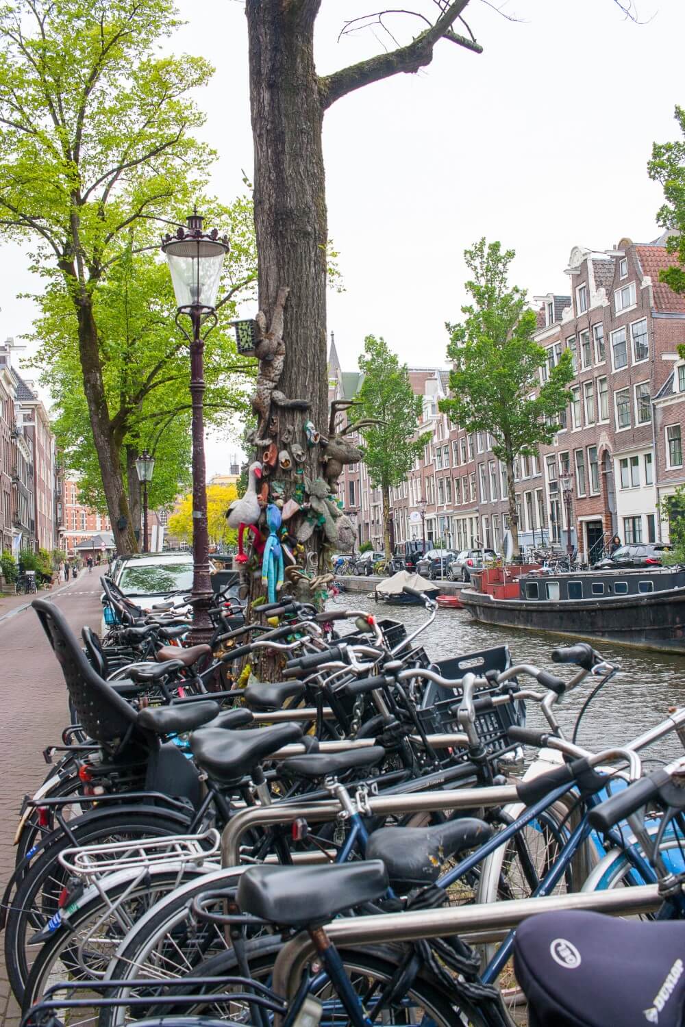 Bikes and tree alongside Bloemgracht in Amsterdam.